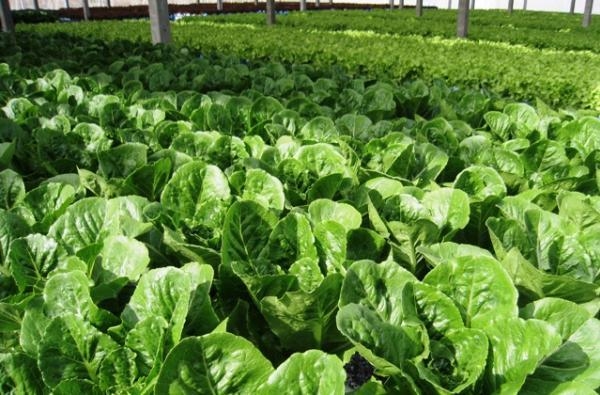 New strategy to develop national organic agriculture