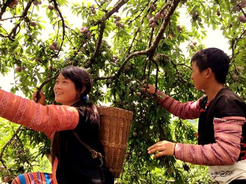 Plum Harvest Festival in full swing in Son La Province