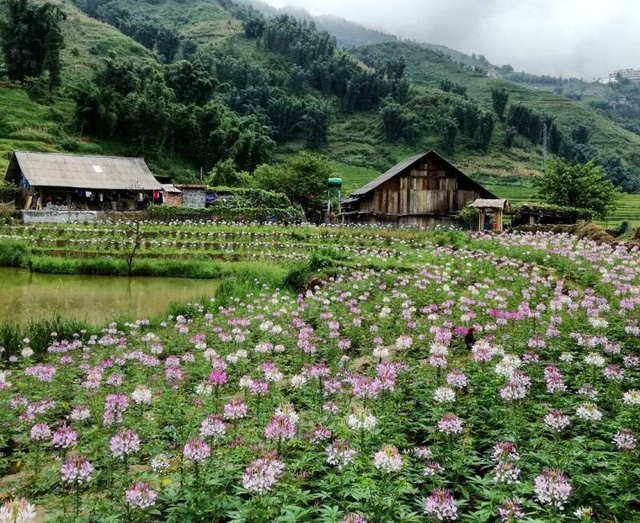 Stunning rose flower fields in Cat Cat village