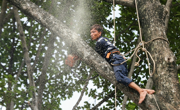 Saigon axes old trees to make way for first metro line