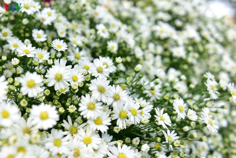 Ox-eye daises flood the streets of Hanoi