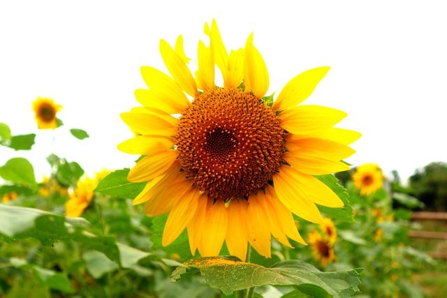 Young people flock to Hoi An to enjoy wild sunflowers