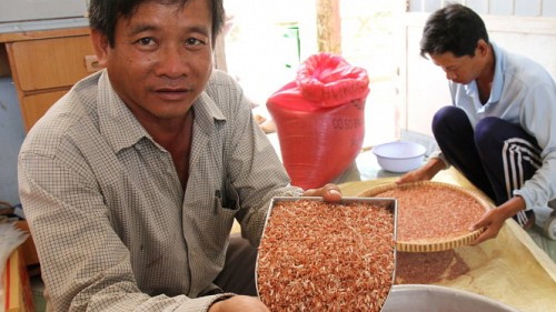 Vietnam ‘herbal rice’ sells like hot cakes at hefty price in Europe