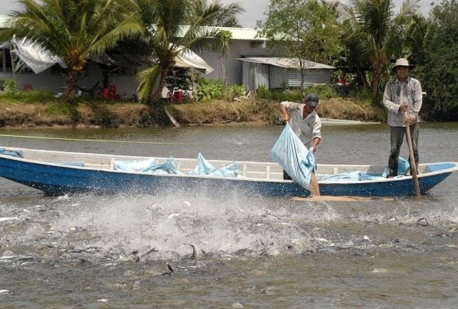 Catfish sector plans US$2b export target in 2018