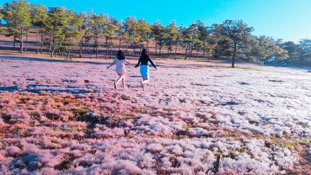 Discovering stunning pink grass hills of Da Lat