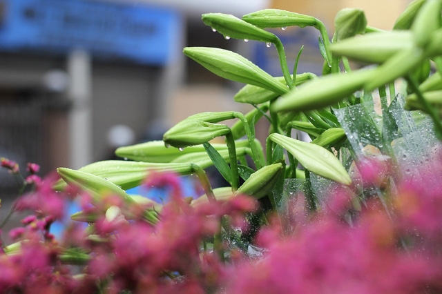 Beautiful Easter lilies in Hanoi