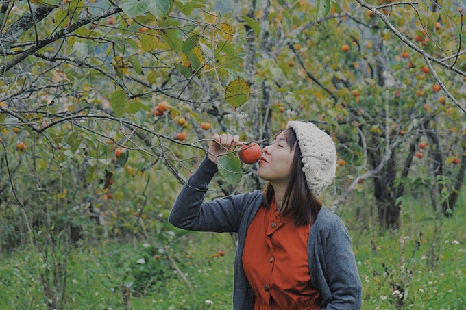 Exploring fruit-laden persimmon orchards in Da Lat