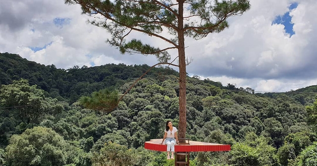 Tourists eagerly flock to check in at unique pine tree in Da Lat