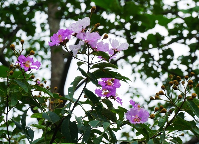 Flowering crape myrtle trees beautify border area