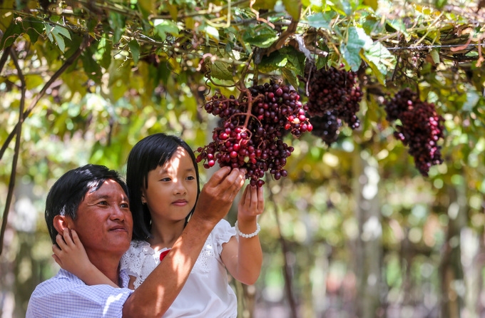 Free vineyard tours in Tay Ninh