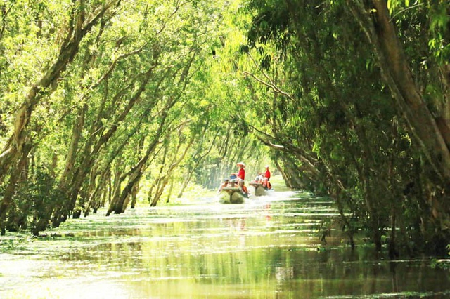 Beautiful Tra Su cajuput forest in flooding season