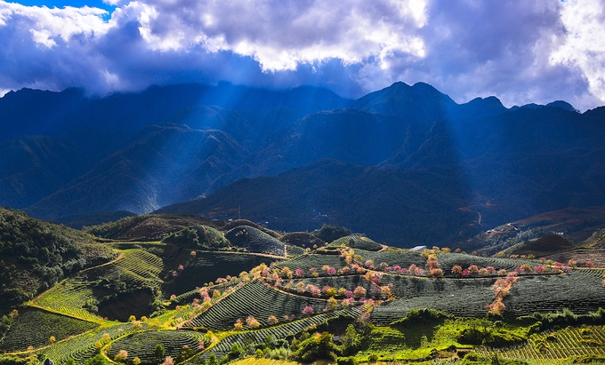 Stunning cherry blossoms among tea hills in Sa Pa