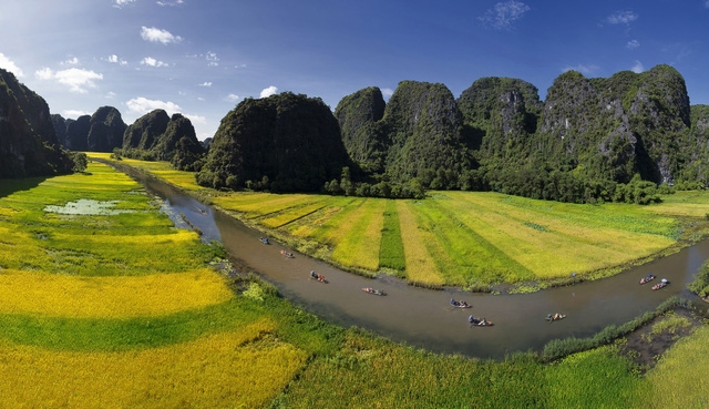 Stunning beauty of ripening rice fields in Tam Coc