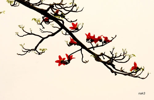 Beauty of northern Vietnam’s red cotton trees