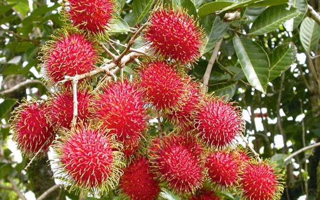 Rambutans going south to satisfy Kiwi appetites