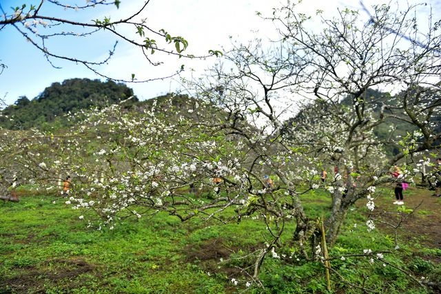 White plum trees of Na Ka valley in Moc Chau excite visitors