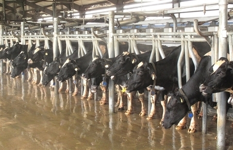 Vietnam dairy producers target Chinese market