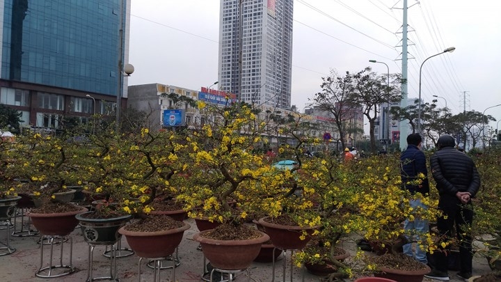 Yellow apricot trees flood Hanoi flower market
