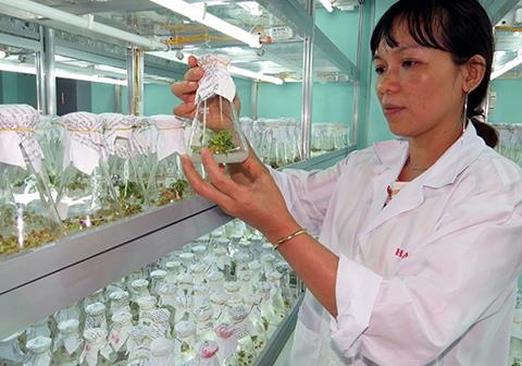 High hope puts on Ngoc Linh ginseng project