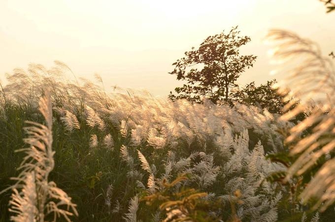 Stunning white grass flower fields in bloom in Tra Khuc river