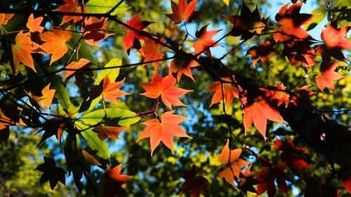 Winter leaves draw out nature lovers in Da Lat