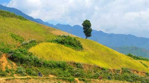 Terraced paddy fields in Chieng An