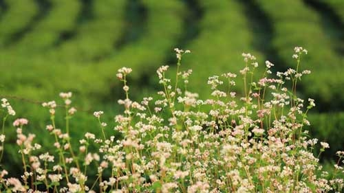 Blooming “Triangle oat” flower in Moc Chau