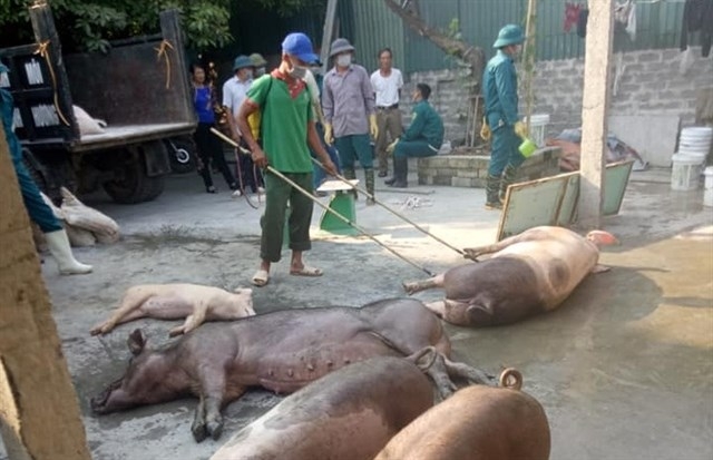 Ministry tackles African swine fever subsidy fraud