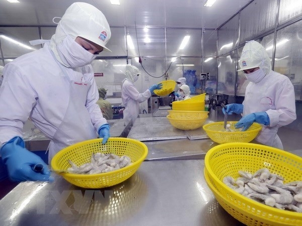 An Giang province develops giant river prawn farming area