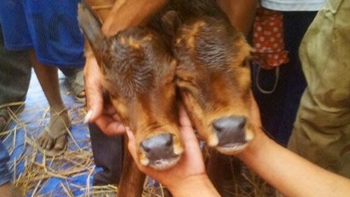 Deformed calf with two heads born in Vietnam