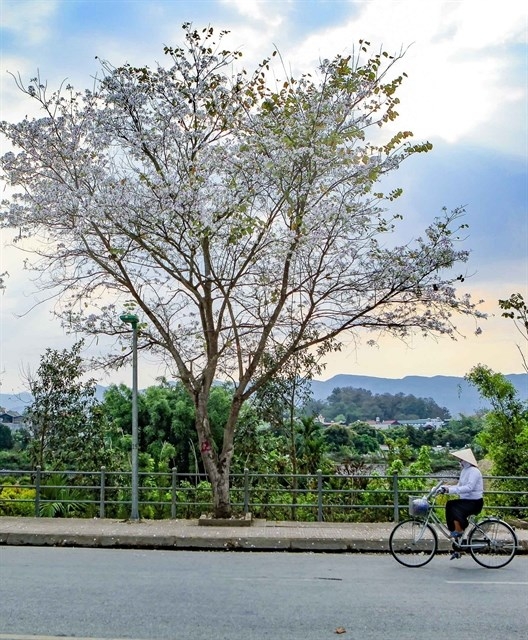 Ban flower festival to bring beauty of mountains to capital