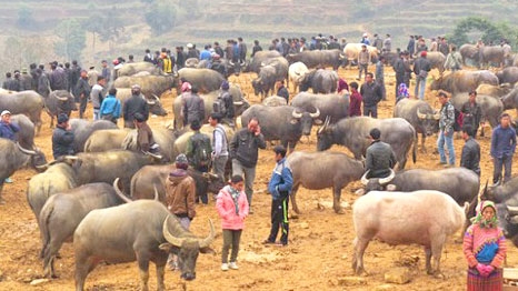 Buffalo ‘trading floor’ in Vietnam’s northern mountains