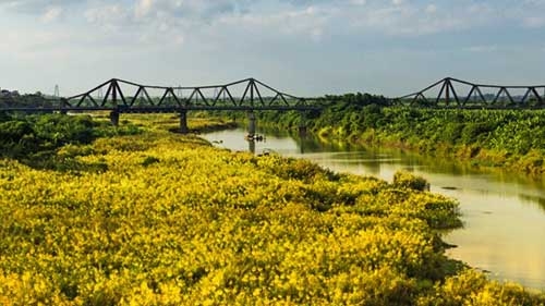 Poaceae flowers shine by romantic Long Bien bridge