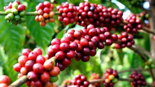 Domestic coffee companies concede home market to foreign firms