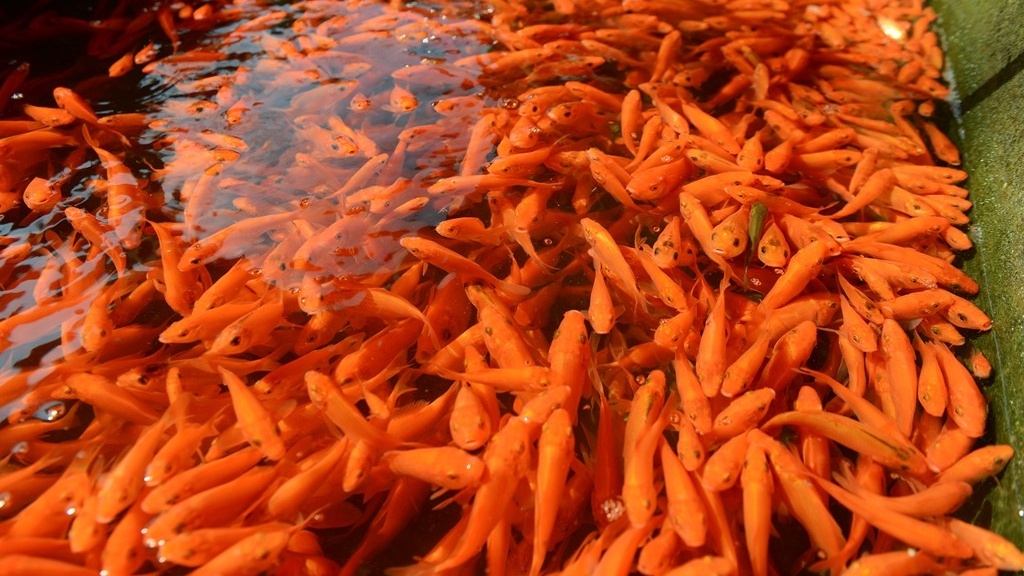 Image: Carp village ready for Kitchen God worshiping ritual