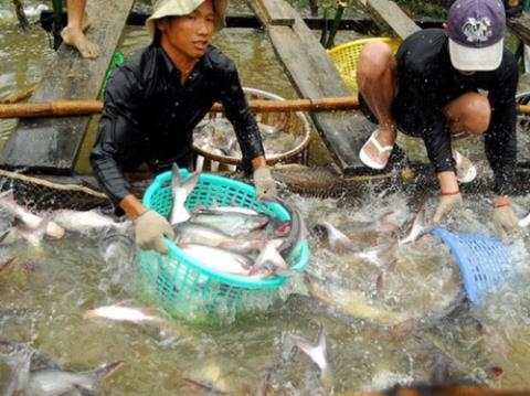 Catfish market in chaos as Chinese traders cease buying oversized fish