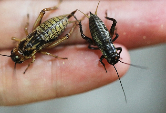 Cricket breeding goes hopping in Hanoi