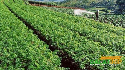 Da Lat clean vegetables to be shipped to RoK