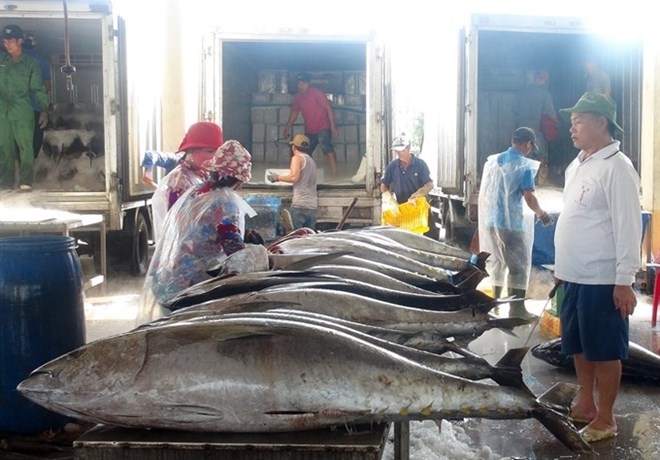 Fishermen in central region enjoy bumper catches during Tet