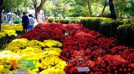 Tet flowers bring colour to Ho Chi Minh City