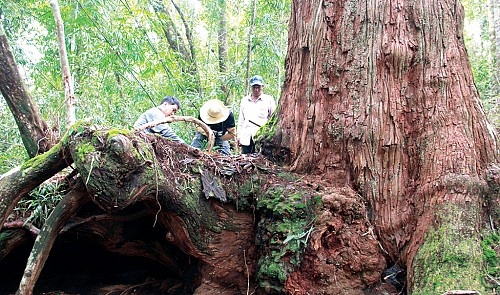 A wander around Vietnam’s mysterious ‘pomu kingdom’