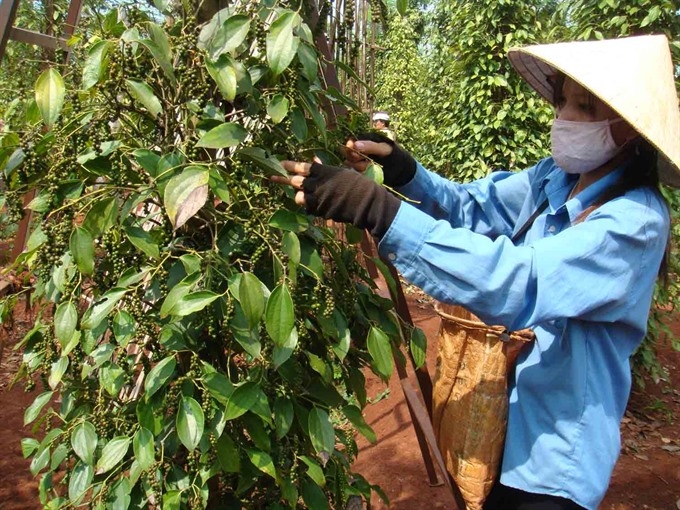 Chinese rigging pepper prices: VPA