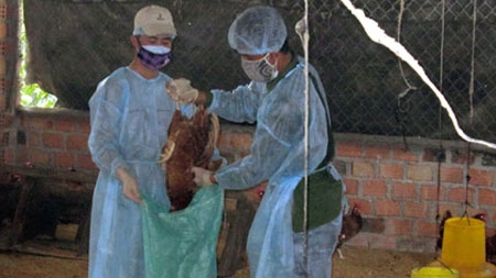 Spread of bird flu brought under control