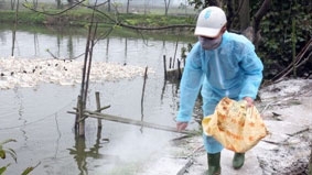 Lao Cai detects H5N6 virus in domestic fowls