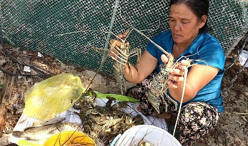 Mass lobster deaths in south-central Vietnam remain a mystery