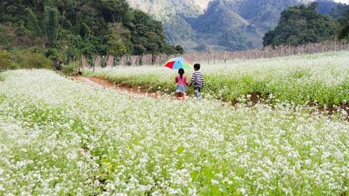 In Moc Chau, winter is the season that cuts the mustard