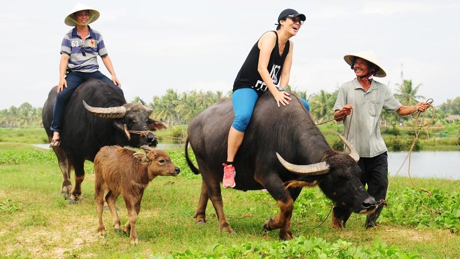 Foreign travelers ride buffalo, plough in Hoi An