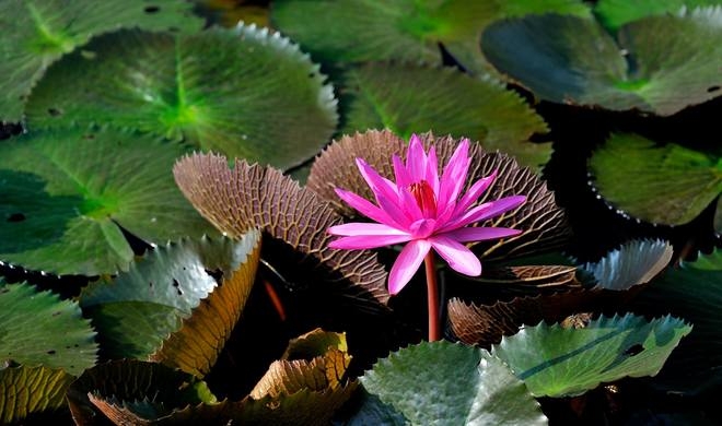 Visit Huong Pagoda in the lily blooming season