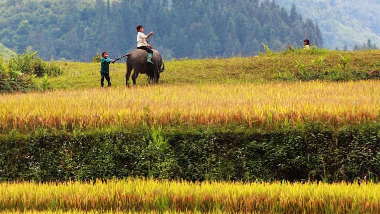 Beautiful Lao Cai in ‘yellow season’