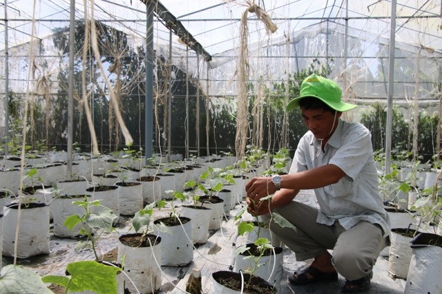 Mekong farmers make organic switch to improve business
